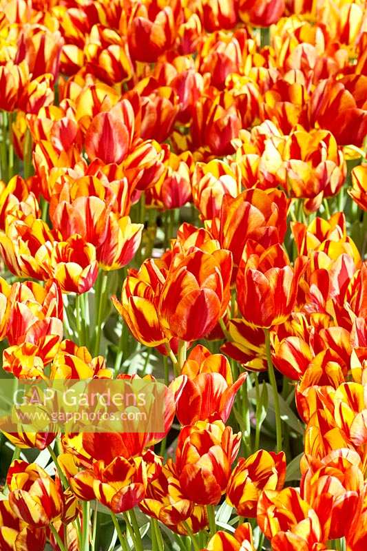 Tulipa Single Late Colour Spectacle