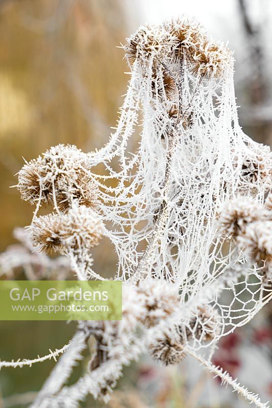Impression with spider web in the winter