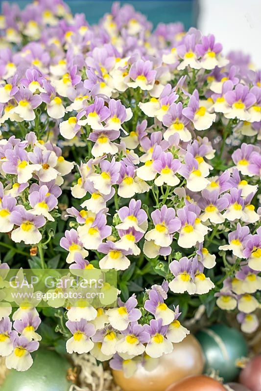 Nemesia French Connection ™ Easter Bonnet