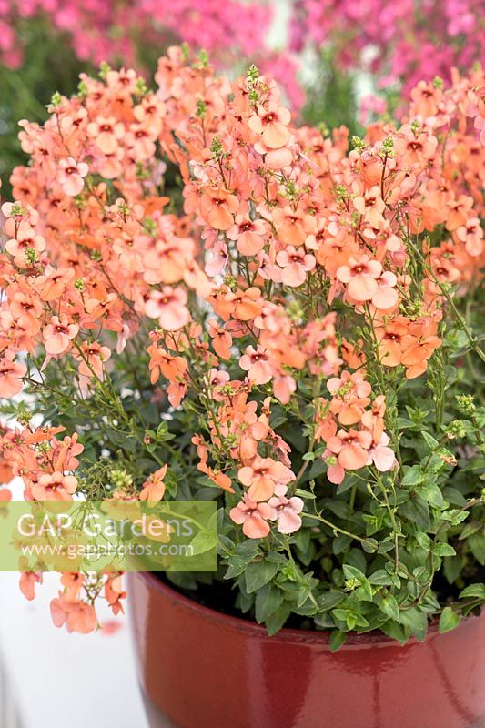 Diascia Penhow ® Towers of Flowers ™ Aurora Apricot