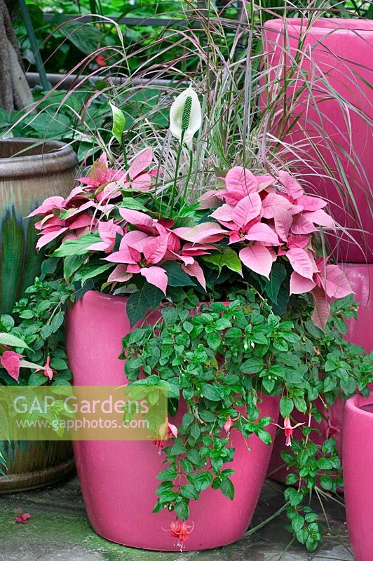Plant container with Euphorbia, Fuchsia, Spathiphyllum in pink