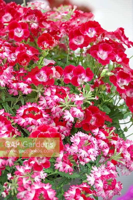 Pelargonium pac ® Bermuda Cherry, Verbena Hurricane Hot Pink