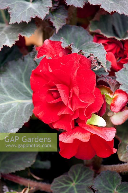 Begonia AmeriHybrid ® Dark Leaf Red