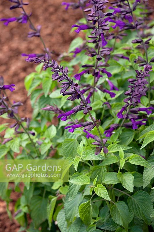 Salvia Brazilian Purple