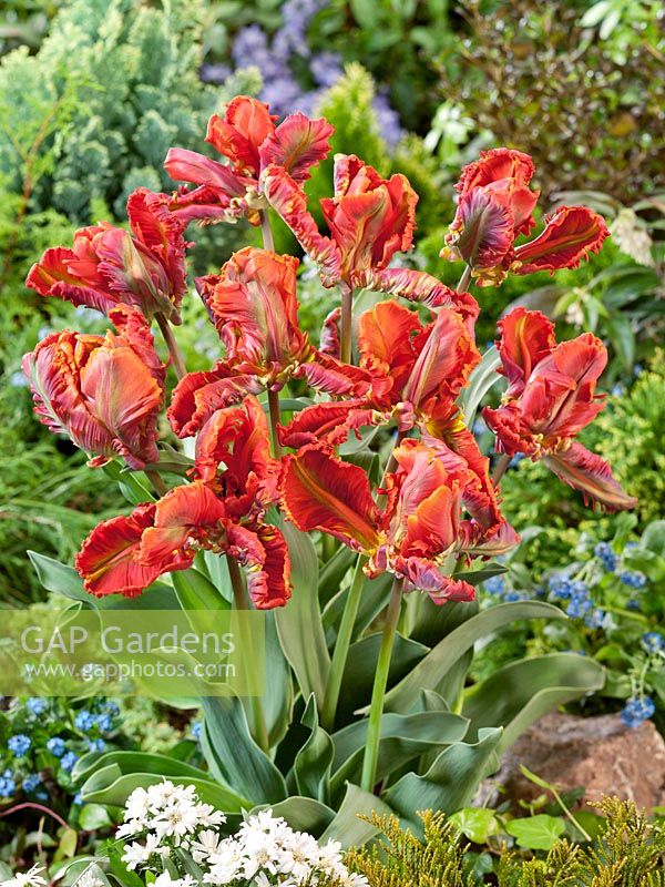Tulipa Parrot Blumex Favourite