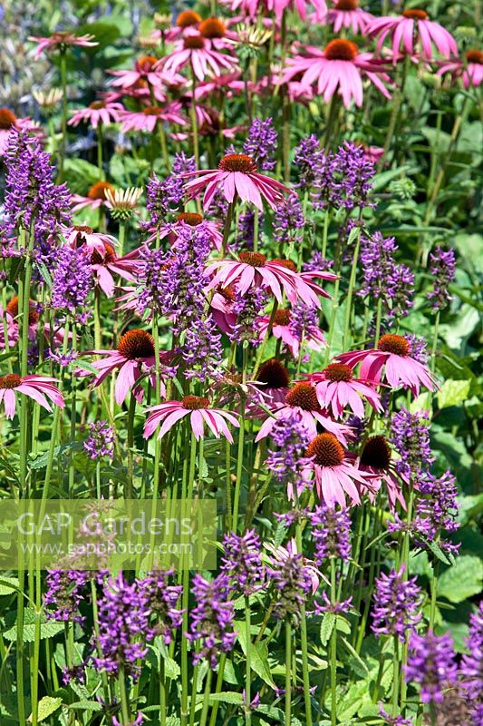 Perennial mix with Echinacea and Stachys