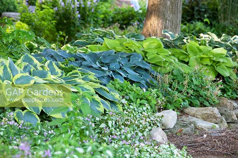 Shade garden with Hosta, Geranium and Lamium