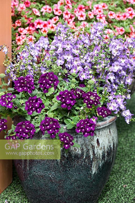 Plant container with Verbena Wildfire Dark Purple and Angelonia Archangel Purple