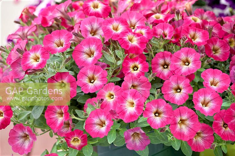 Petunia Cascadias ™ Marshmallow Pink