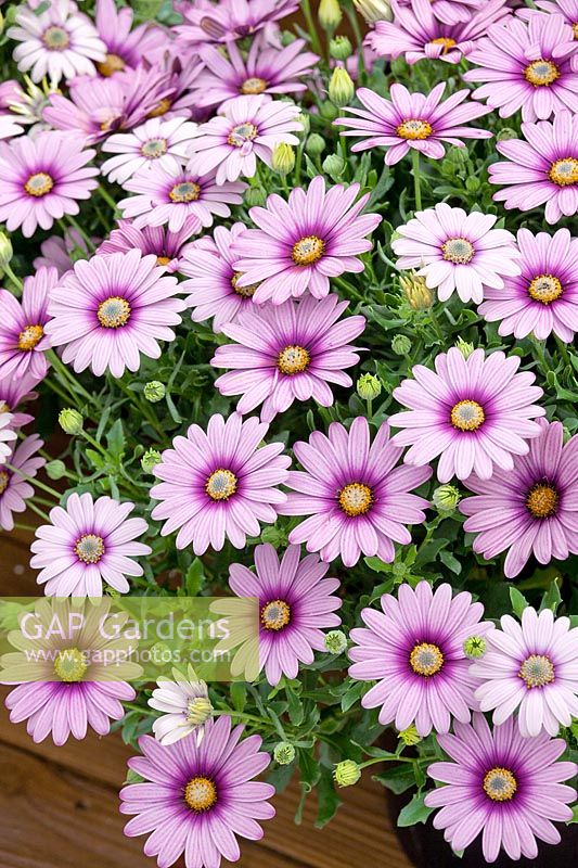 Osteospermum Sunscape ® Daisy Cape Daisy Purple Illusion