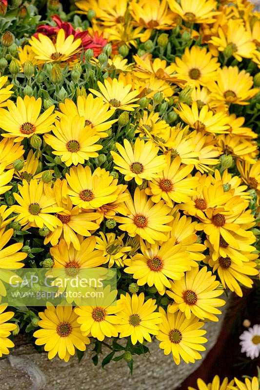 Osteospermum Sunscape ® Daisy Cape Daisy Yellow Glow
