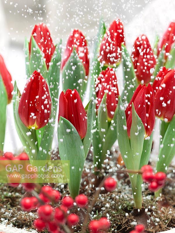 Christmas decoration with Tulipa Single Early Brillant Star and snowflakes
