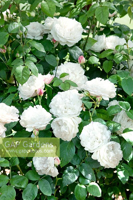 Rosa Winchester Cathedral ® 