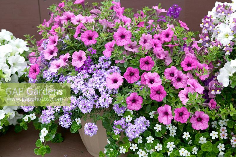 Annual flowers Sutera Baja White, Petunia Midi Soft Pink, Verbena Veralena™ Fancy Lavender in pot