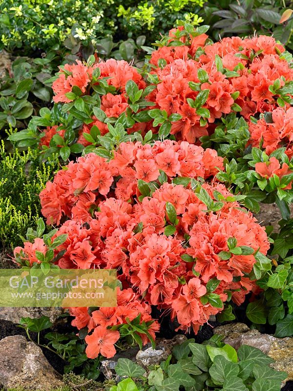 Rhododendron Geisha Orange