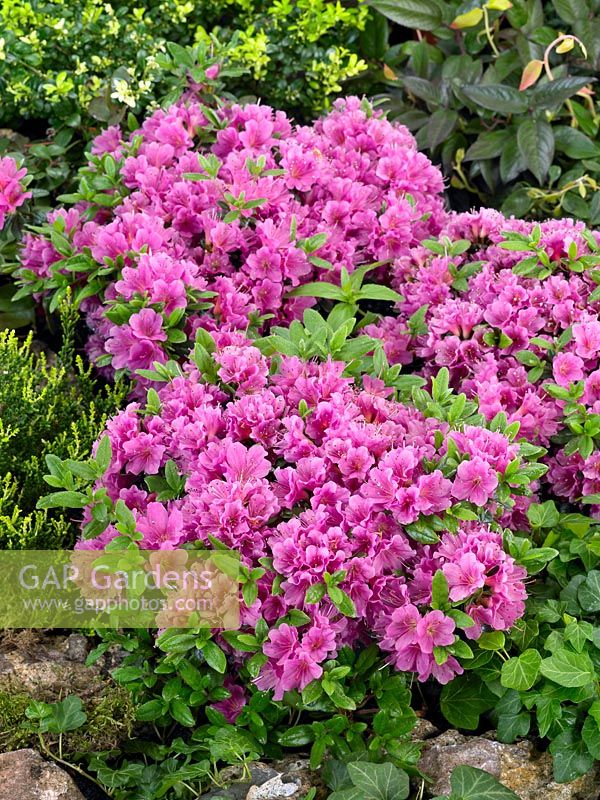 Rhododendron Geisha Lilac