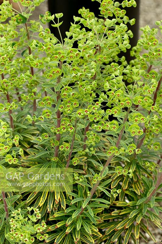 Euphorbia x martinii Ascot Rainbow