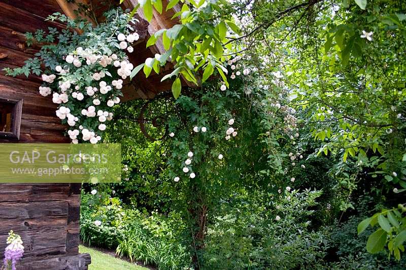 garden scenery with white climbing rose