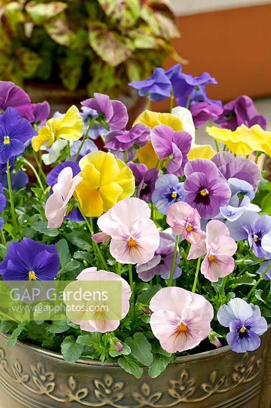 Viola Panola™ Springtime mixed colors in pot