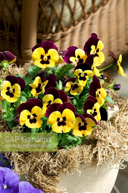 Viola Panola Yellow & Purple in pot