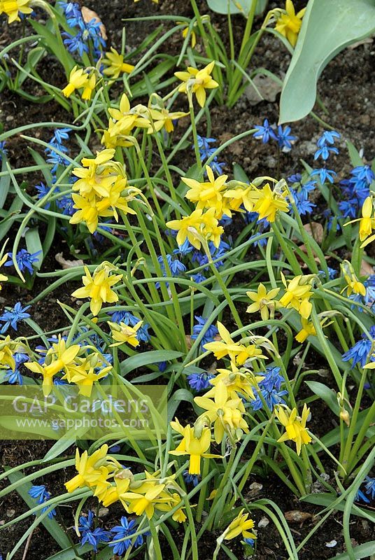 Spring impressions with Narcissus Tiny Bubbles and Scilla sibirica