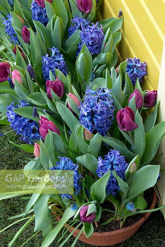 Spring impressions with bulbs in pot