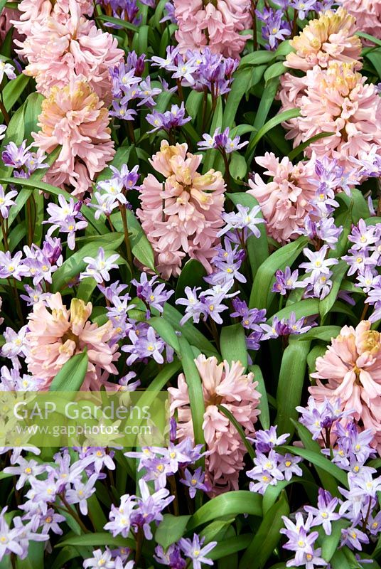 Spring impressions with Hyacinthus China Pink and Chionodoxa Pink Giant