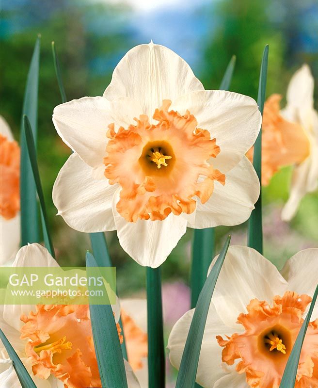Narcissus Large Cupped Mon Cherie