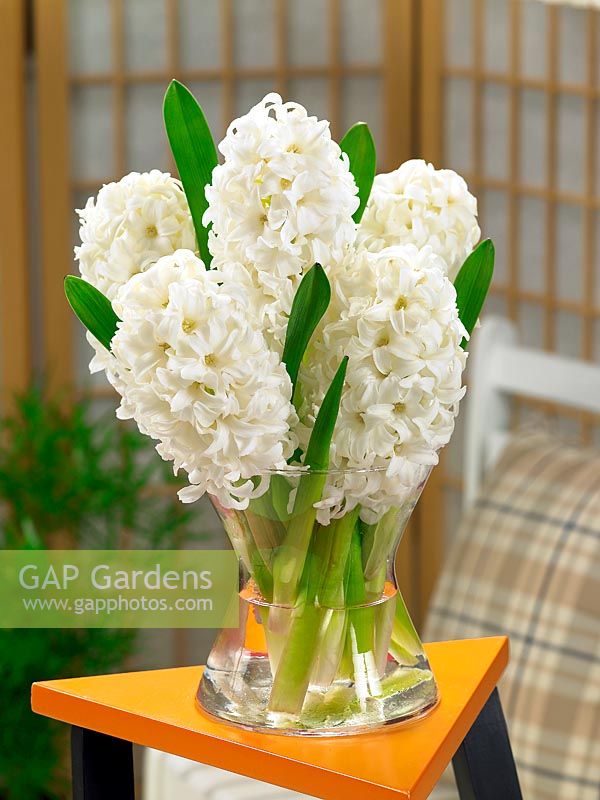 Hyacinthus Top White in vase
