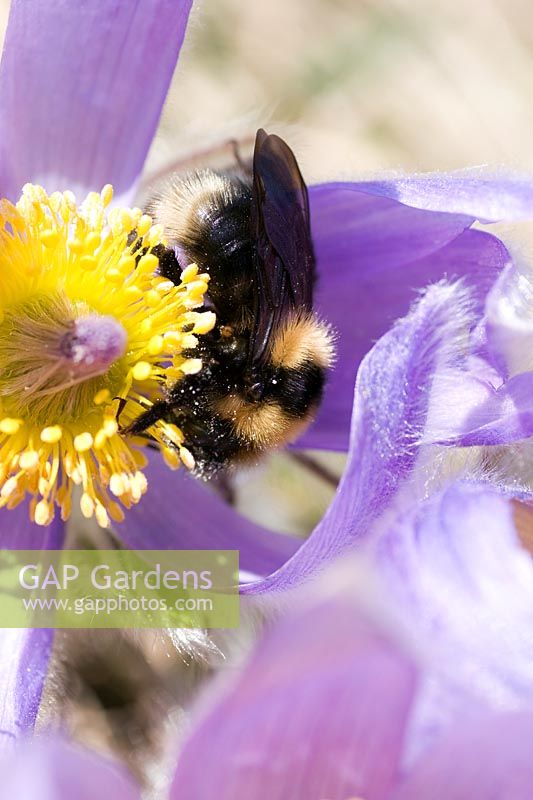 Bumble bee on Pulsatilla vulgaris subsp. grandis