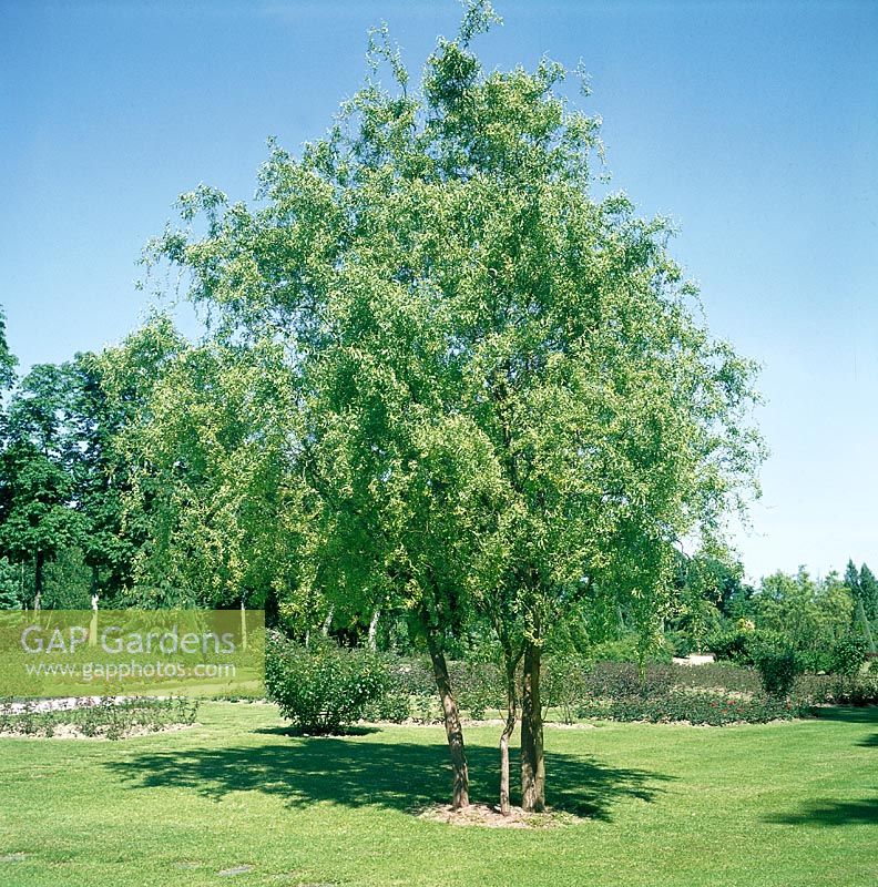 Salix Tortuosa
