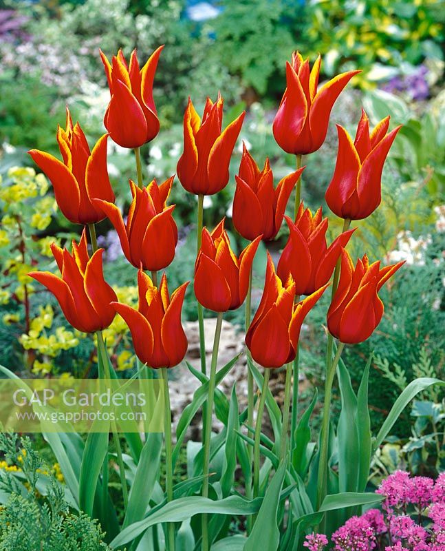 Tulipa Lily Flowered Queen of Sheba