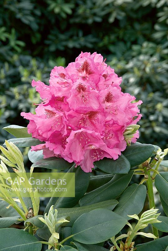 Rhododendron Hybride Frederic d'Honneur