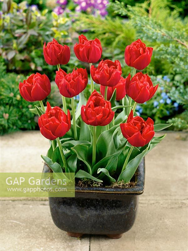 Tulipa Double Early Stockholm in pot