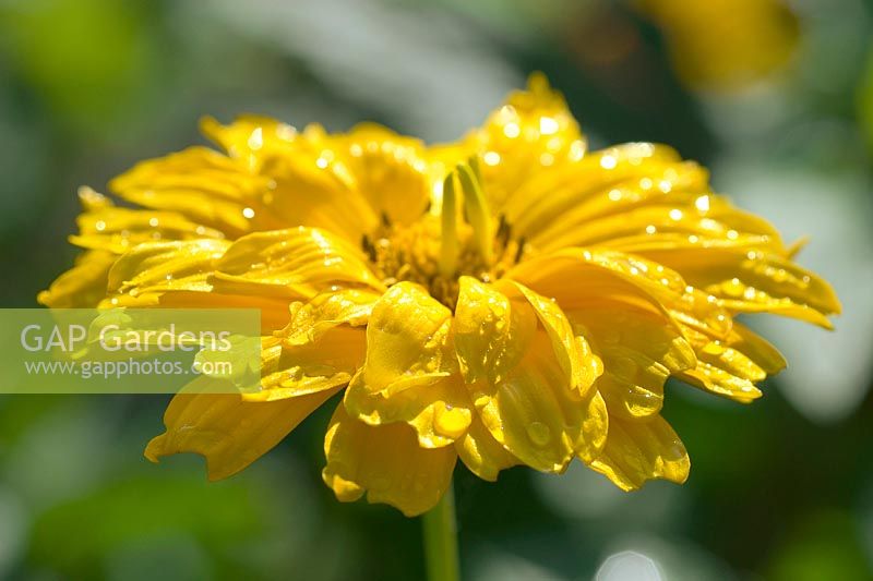 Impression with Heliopsis helianthoides and dewdrops