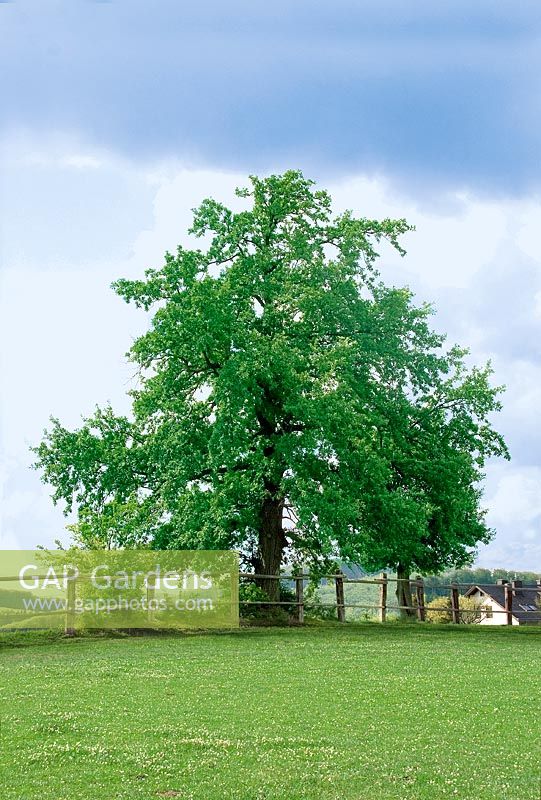 Quercus robur in summer