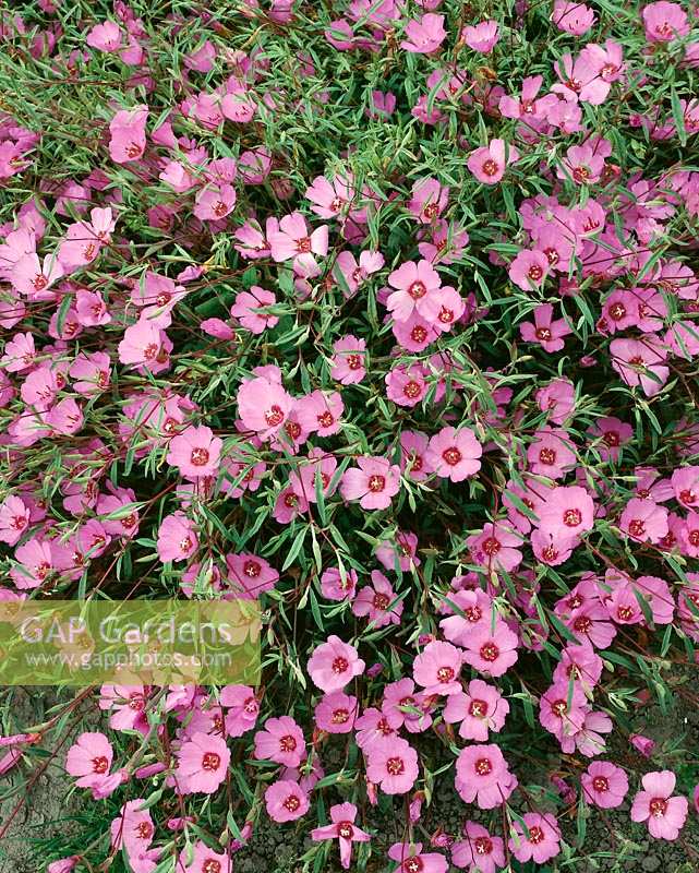 Clarkia Pink Buttercups