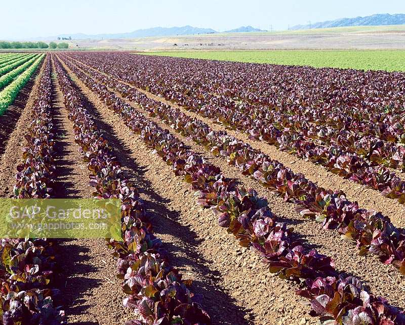 Salat - Feld / Lettuce field Rouge d'Hiver