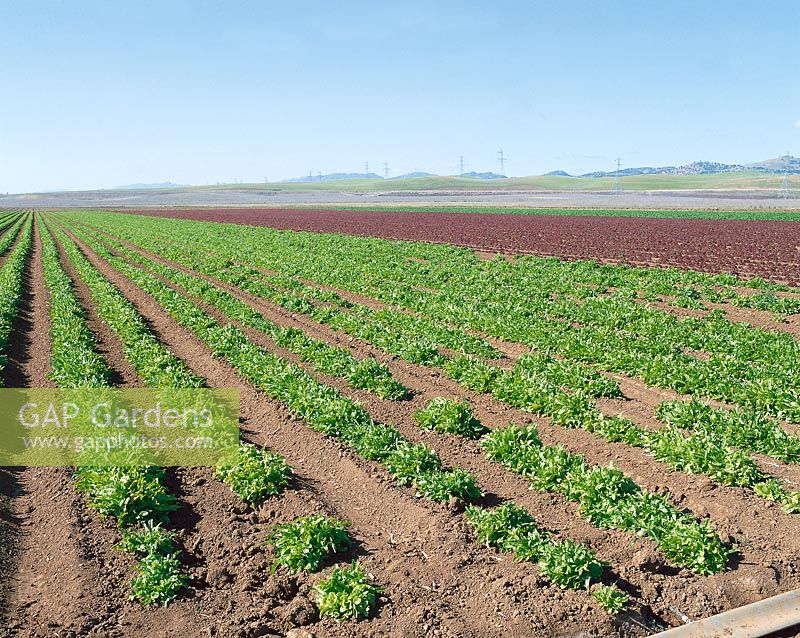 Salat - Feld / Lettuce field Oakleaf
