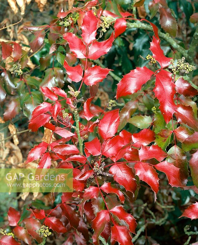 Mahonia aquifolium Undulata in winter