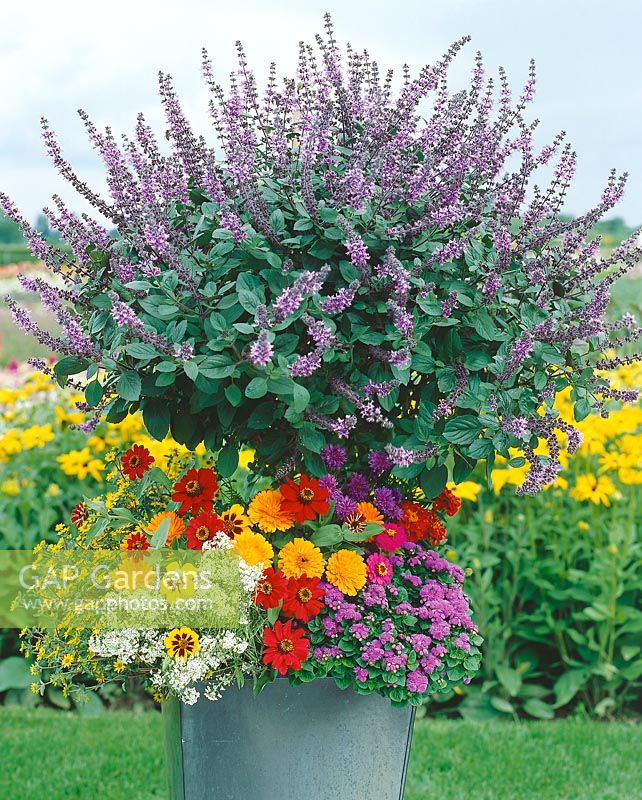 Additional annuals for planter container