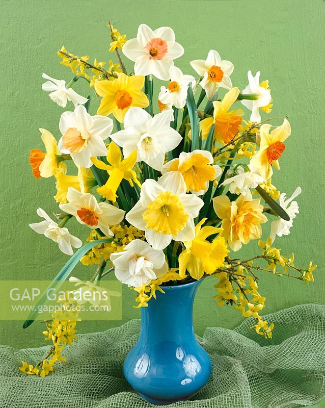 Narcissus mixed in vase