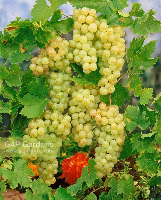 Vitis vinifera subsp. vinifera Chasselas de Maisac