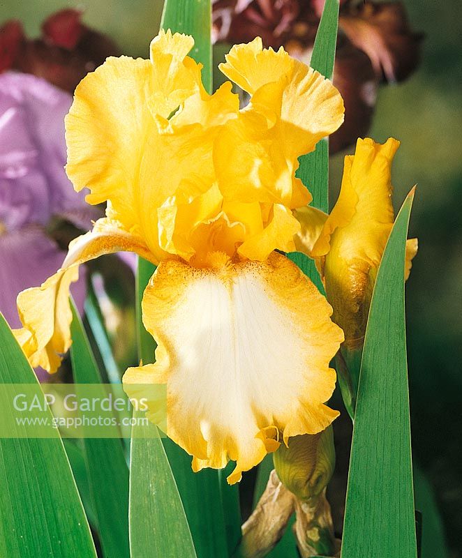 Iris x germanica Radiant Apogee
