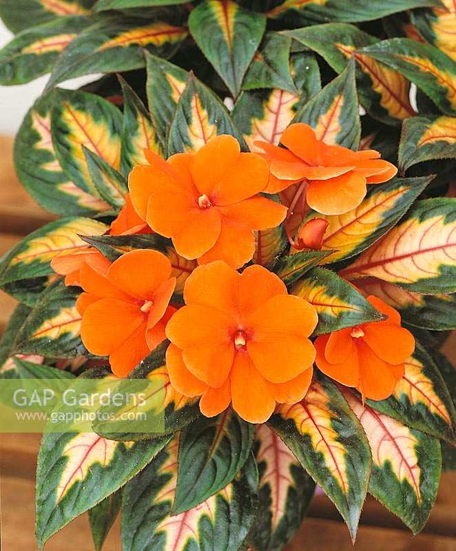 Impatiens New Guinea Painted Paradise Orange