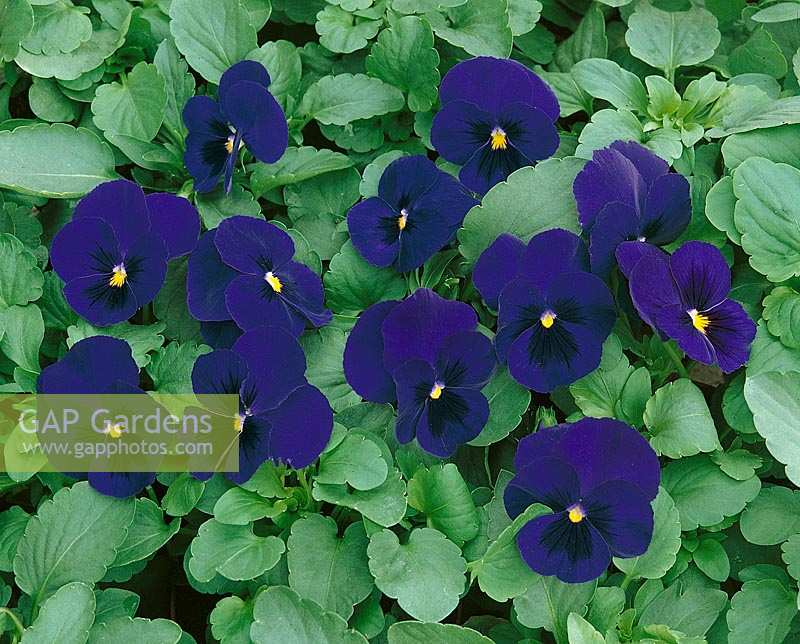 Viola-Wittrockiana-Hybriden Universal dark blue