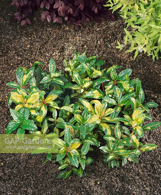 ARDISIA japonica Red Tide