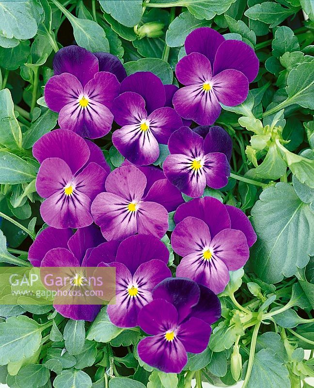 Viola Skippy Purple Bicolor