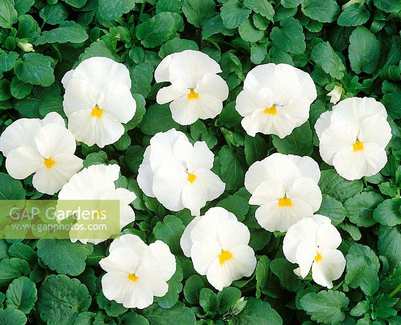 Viola-Wittrockiana-Hybriden Universal White