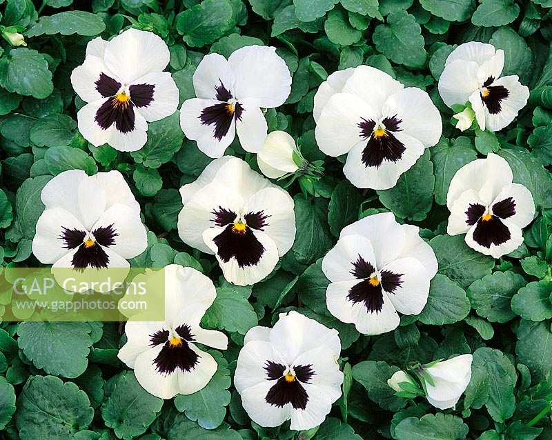 Viola-Wittrockiana-Hybriden Universal White with blotch